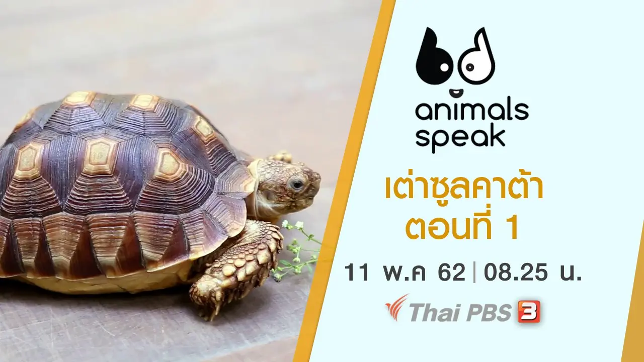 เต่าซูลคาต้า ตอนที่ 1
