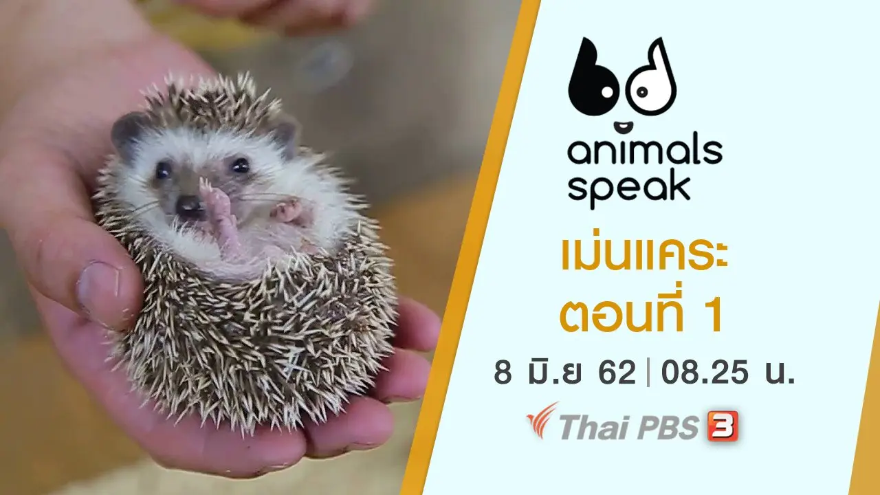 เม่นแคระ ตอนที่ 1