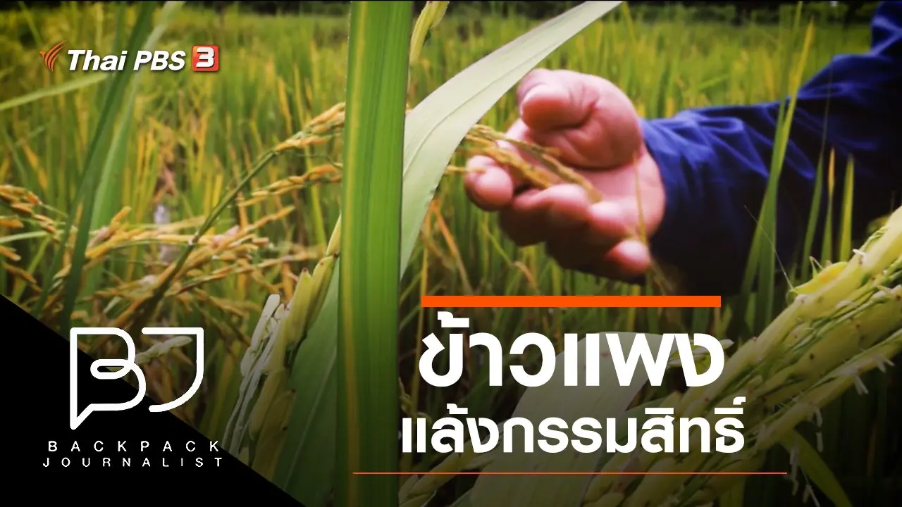 ข้าวแพง แล้งกรรมสิทธิ์