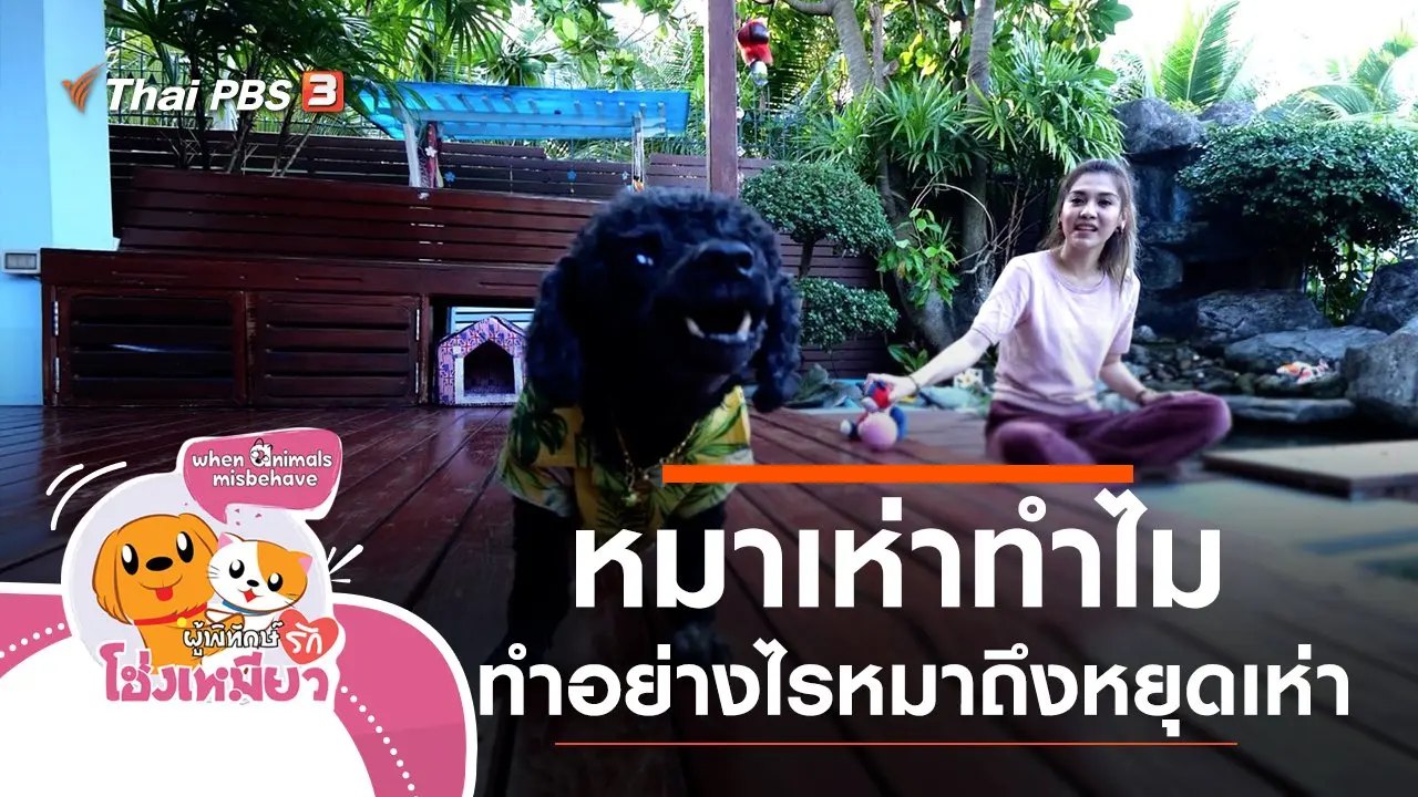 หมาเห่าทำไม ทำอย่างไรหมาถึงหยุดเห่า