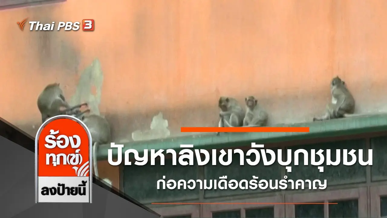 ปัญหาลิงเขาวังบุกชุมชน ก่อความเดือดร้อนรำคาญ จ.เพชรบุรี