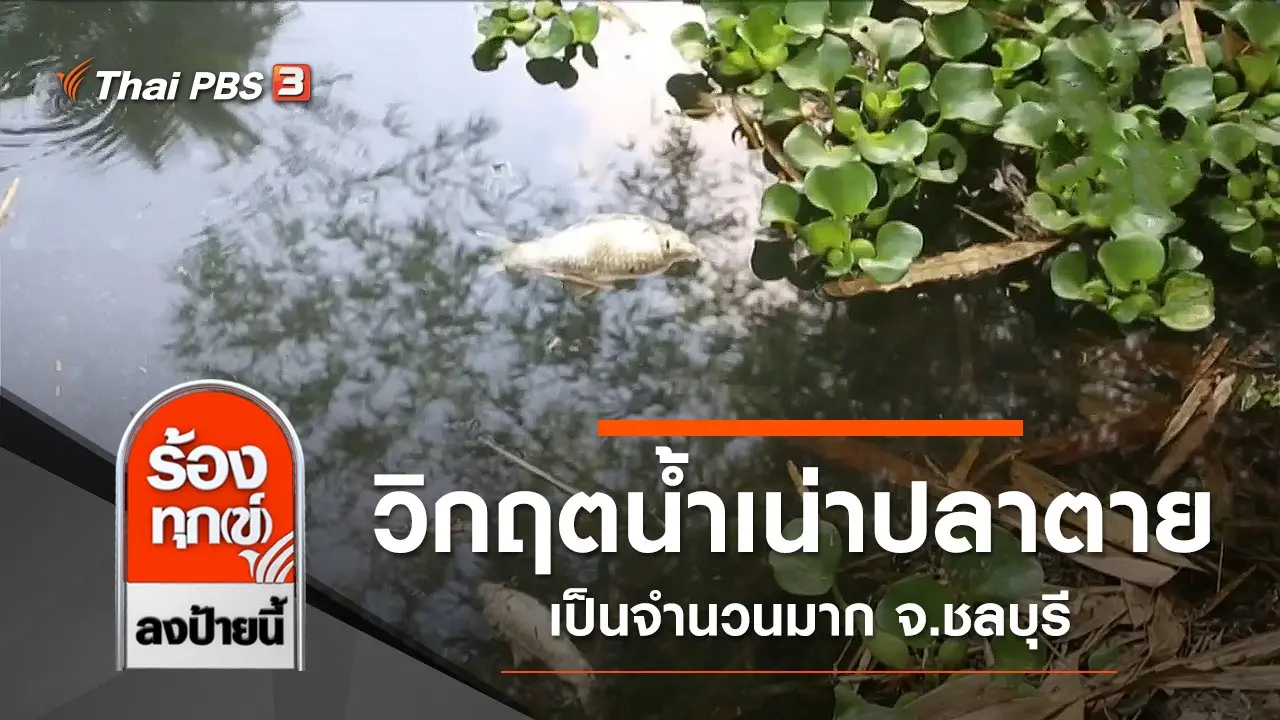วิกฤตน้ำเน่าปลาตายเป็นจำนวนมาก จ.ชลบุรี