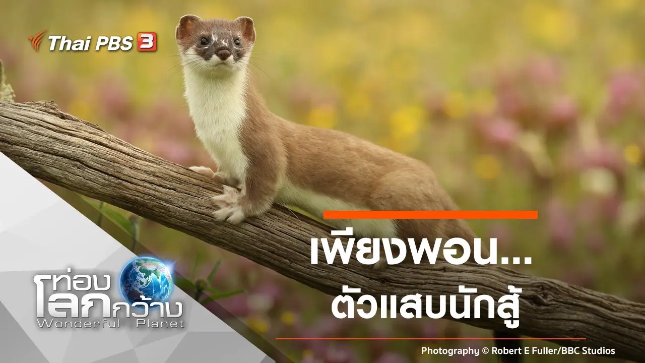 เพียงพอน...ตัวแสบนักสู้
