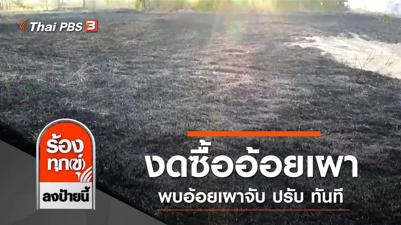 งดซื้ออ้อยเผาแก้ปัญหา PM 2.5 พบอ้อยเผาจับ ปรับ ทันที จ.เพชรบูรณ์