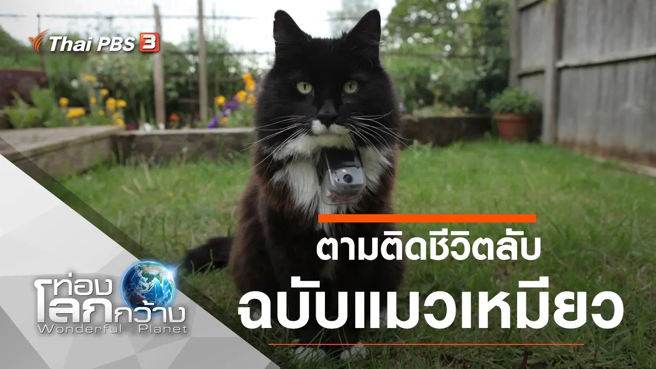 ตามติดชีวิตลับฉบับแมวเหมียว