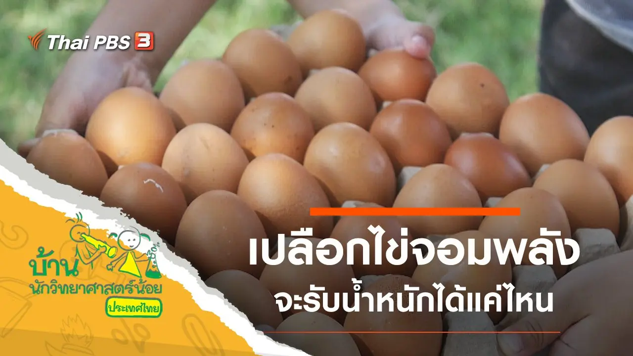 เปลือกไข่จอมพลัง