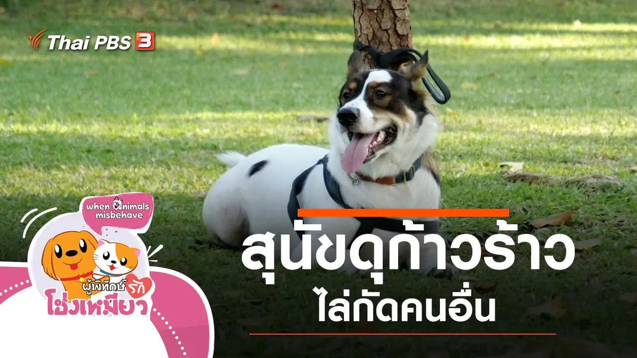 สุนัขดุก้าวร้าว ไล่กัดคนอื่น