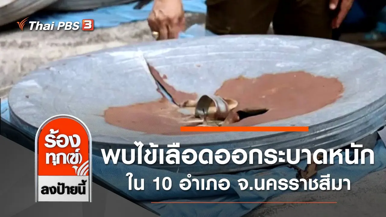 พบไข้เลือดออกระบาดหนักใน 10 อำเภอ จ.นครราชสีมา