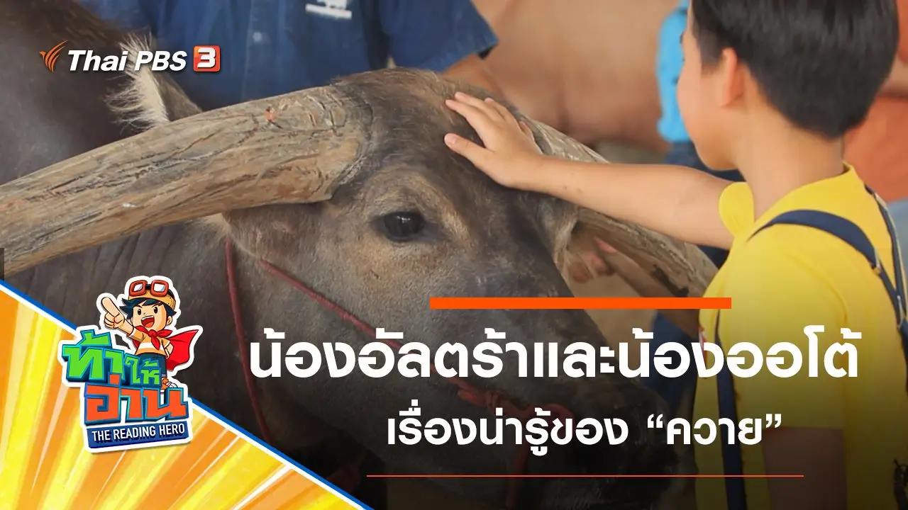 ควาย : น้องอัลตร้าและน้องออโต้