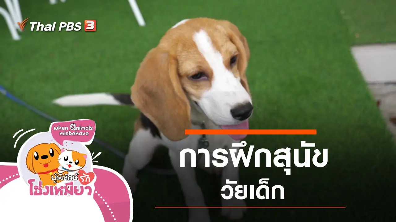 การฝึกสุนัขวัยเด็ก