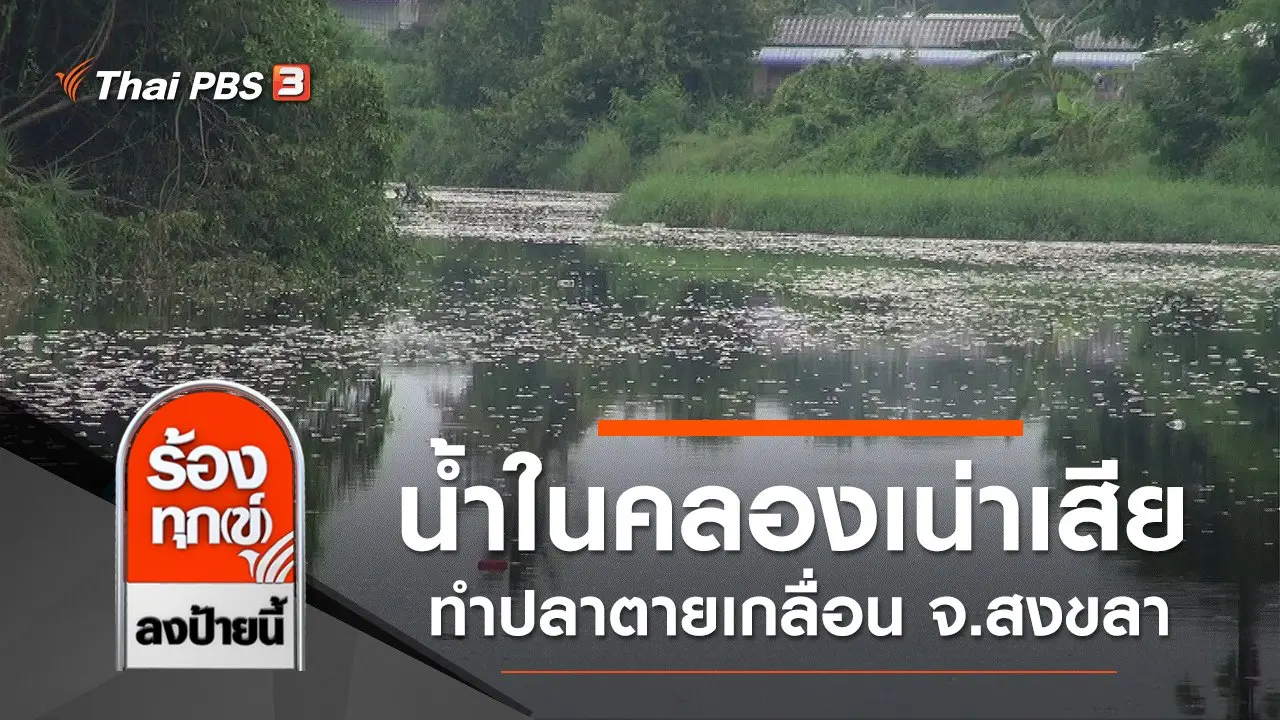 น้ำในคลองเน่าเสีย ทำปลาตายเกลื่อน จ.สงขลา