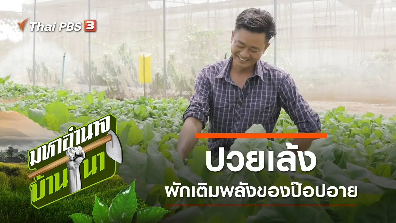 ปวยเล้ง ผักเติมพลังของป๊อปอาย