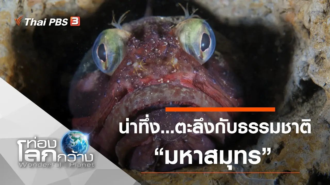 น่าทึ่ง...ตะลึงกับธรรมชาติ ตอน มหาสมุทร และการเดินทางที่ยิ่งใหญ่ที่สุดในโลก