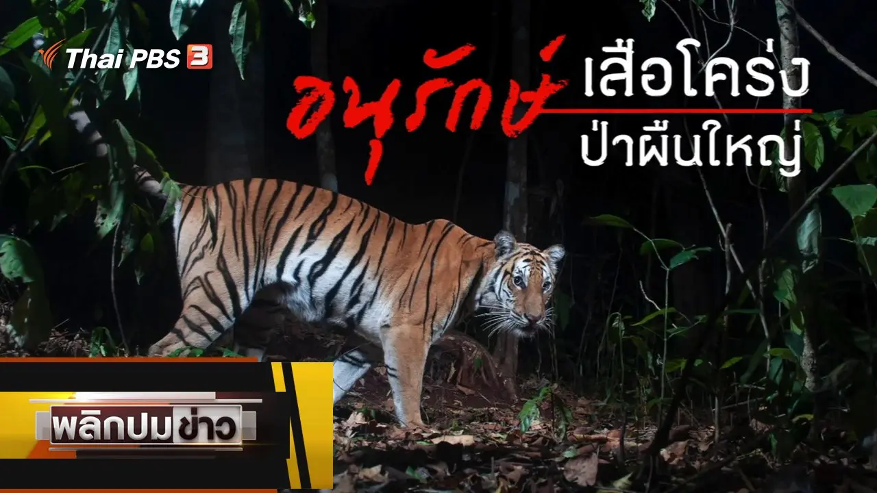 อนุรักษ์เสือโคร่ง ป่าผืนใหญ่