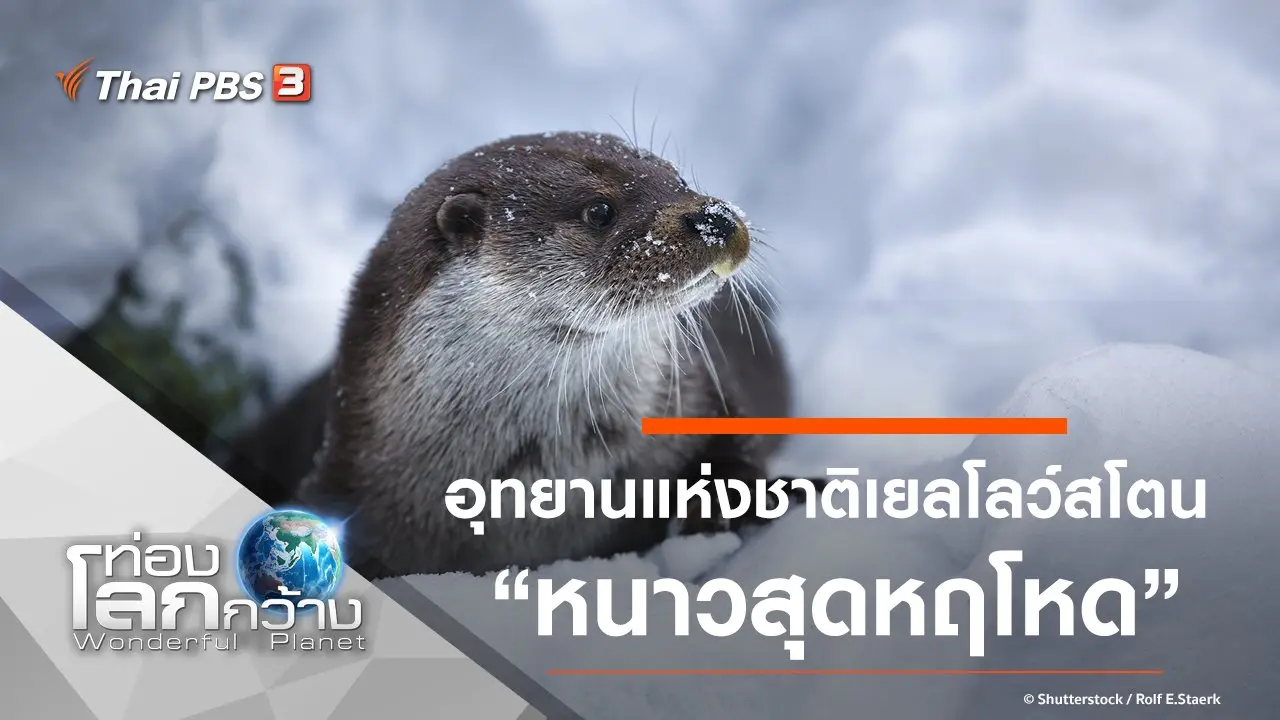 อุทยานแห่งชาติเยลโลว์สโตน ตอน หนาวสุดหฤโหด