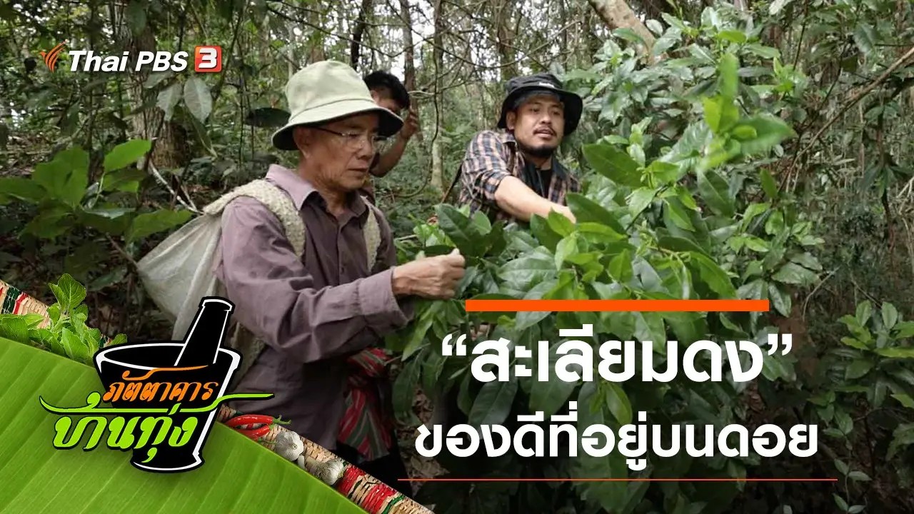 สะเลียมดง