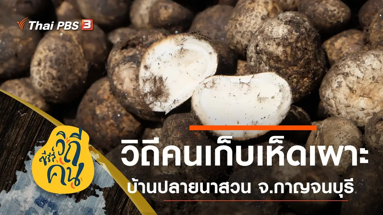 วิถีคนเก็บเห็ดเผาะ บ้านปลายนาสวน ต.นาสวน อ.ศรีสวัสดิ์ จ.กาญจนบุรี