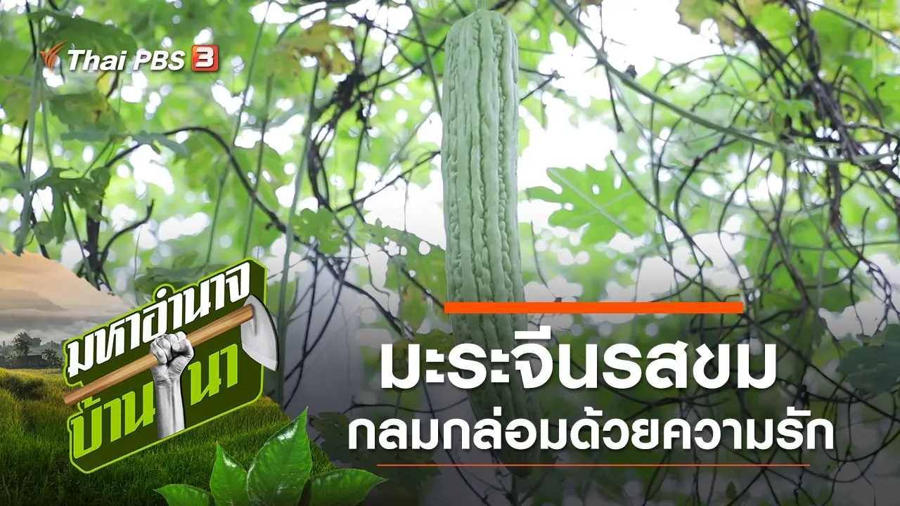 มะระจีนรสขม กลมกล่อมด้วยความรัก