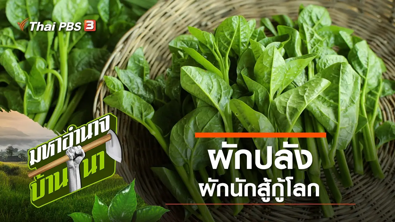 ผักปลัง ผักนักสู้กู้โลก