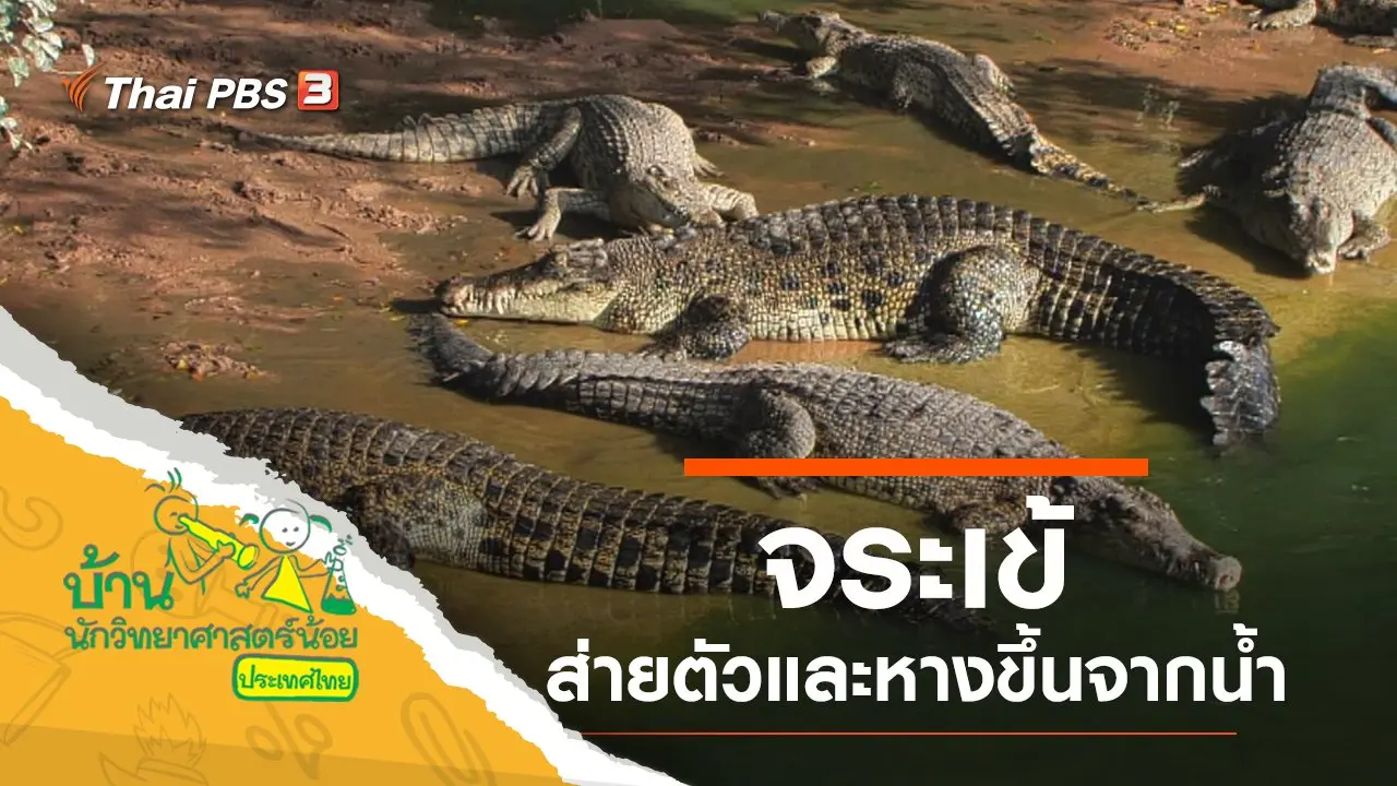 จระเข้