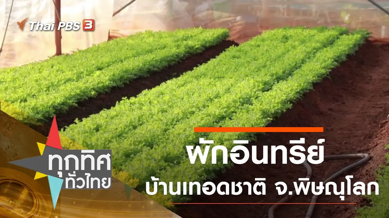 ผักอินทรีย์บ้านเทอดชาติ จ.พิษณุโลก