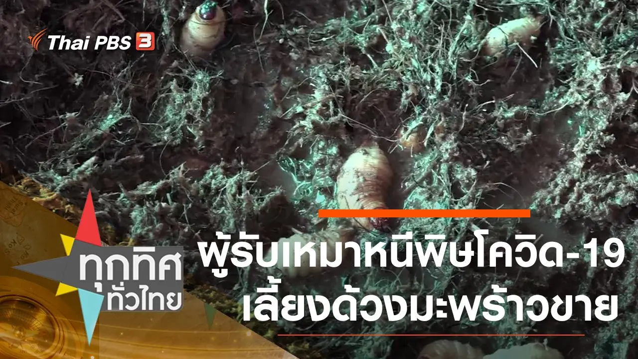 ​ผู้รับเหมาหนีพิษโควิด-19 เลี้ยงด้วงมะพร้าวขาย