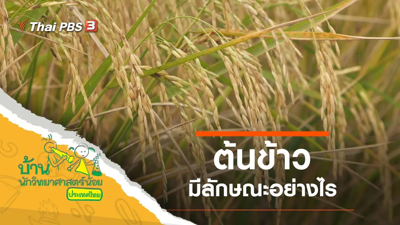 ​ต้นข้าว