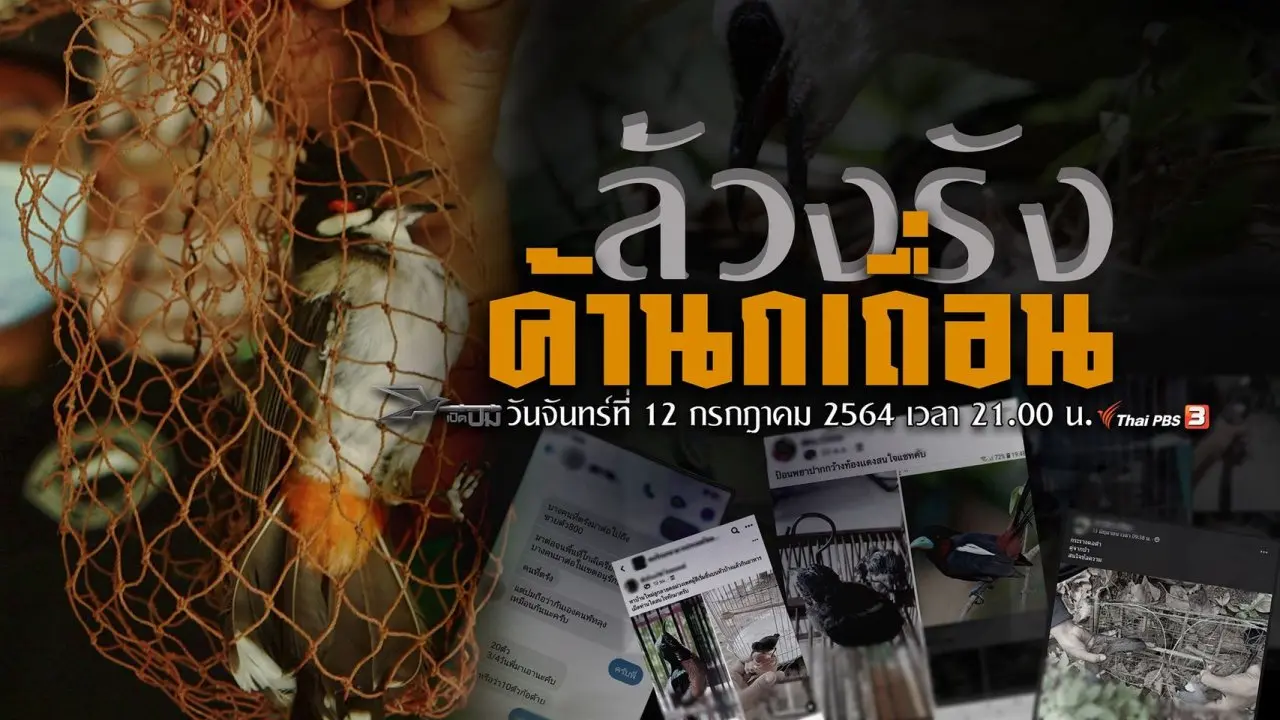 ล้วงรังค้านกเถื่อน