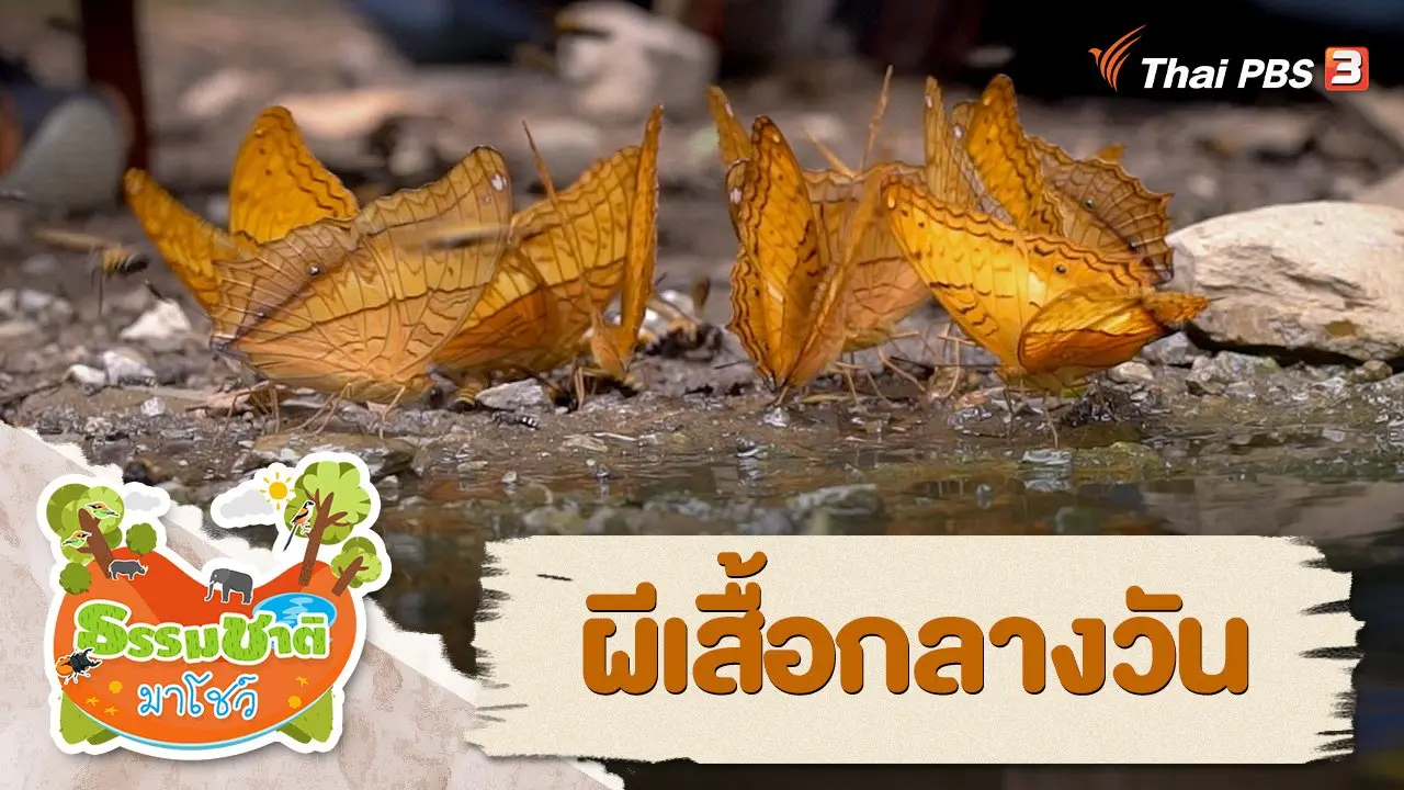 ผีเสื้อกลางวัน