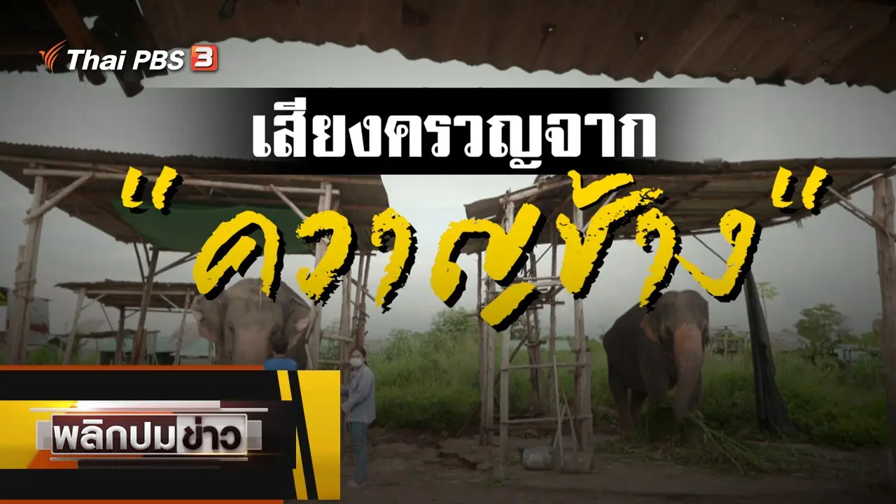 ​เสียงครวญจาก "ควาญช้าง"