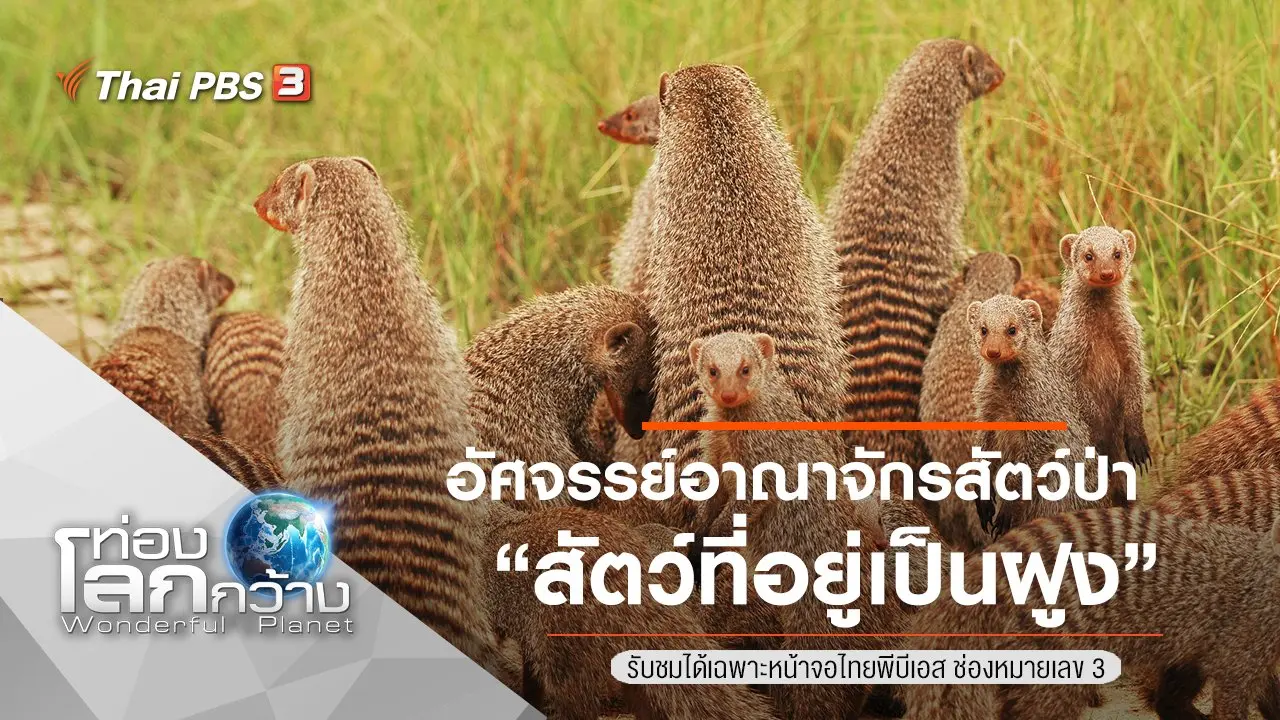 อัศจรรย์อาณาจักรสัตว์ป่า ตอน สัตว์ที่อยู่เป็นฝูง