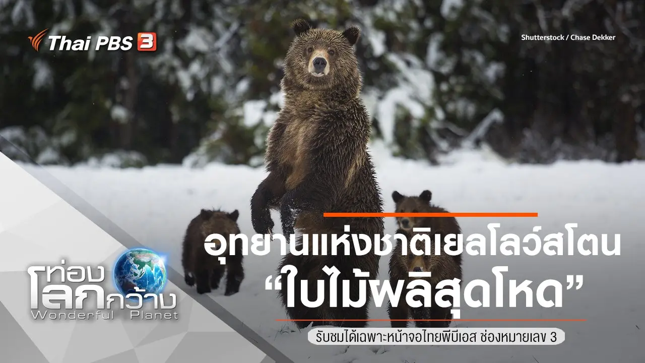 อุทยานแห่งชาติเยลโลว์สโตน ตอน ใบไม้ผลิสุดโหด