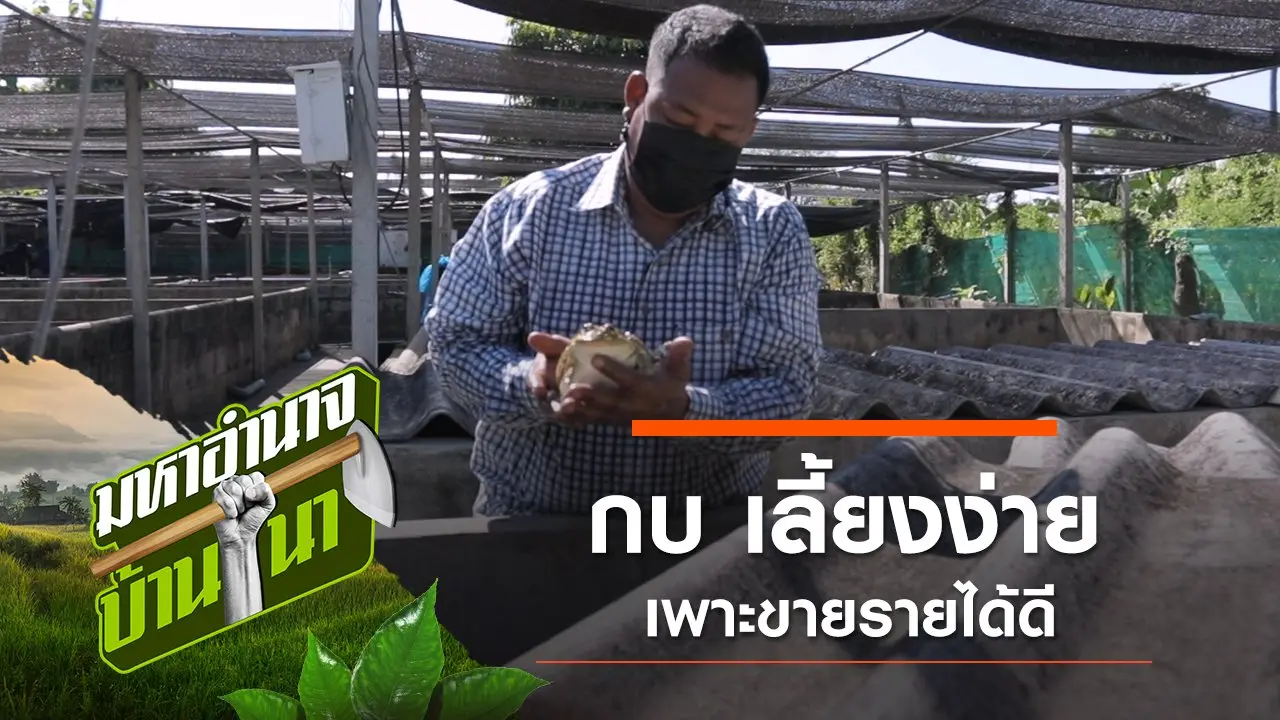 กบ เลี้ยงง่าย เพาะขายรายได้ดี
