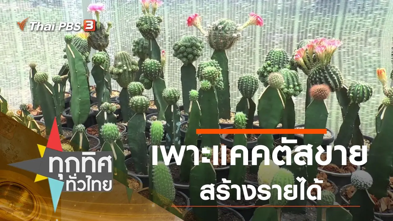 เพาะแคคตัสขายสร้างรายได้