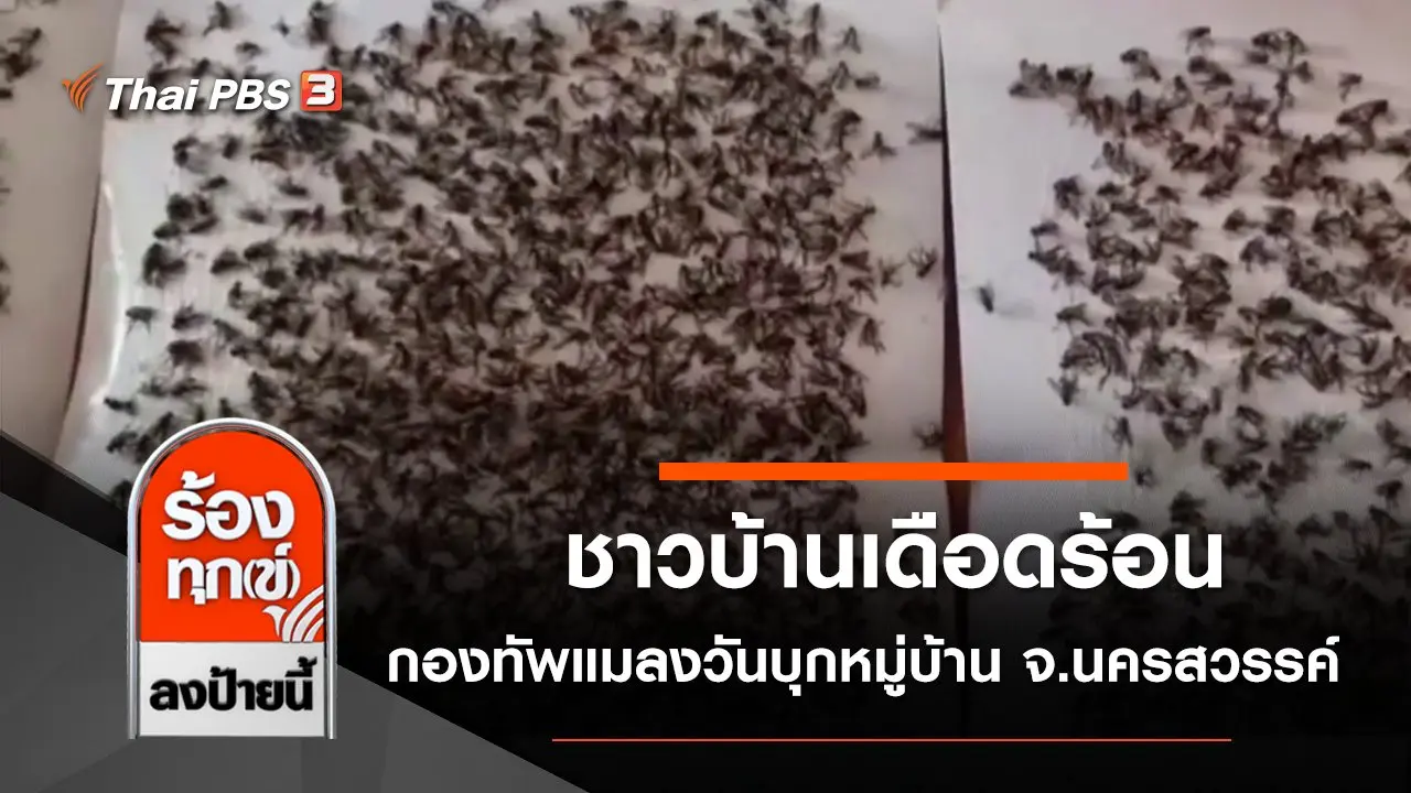ชาวบ้านเดือดร้อน กองทัพแมลงวันบุกหมู่บ้าน จ.นครสวรรค์
