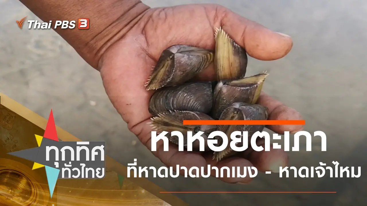 หาหอยตะเภาที่หาดปาดปากเมง - หาดเจ้าไหม