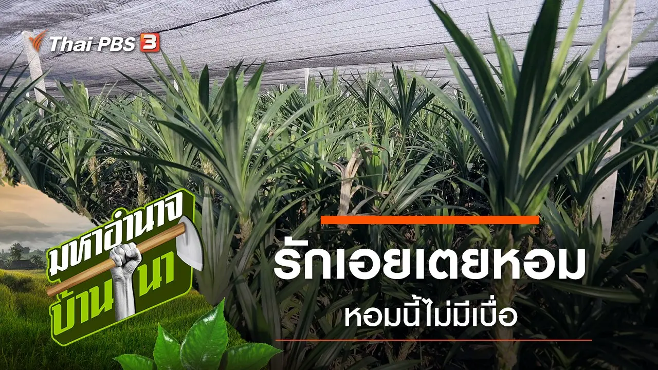 รักเอยเตยหอม…หอมนี้ไม่มีเบื่อ