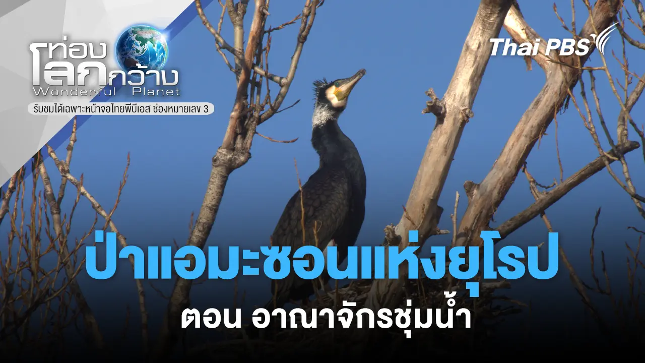 ป่าแอมะซอนแห่งยุโรป  ตอน  อาณาจักรชุ่มน้ำ