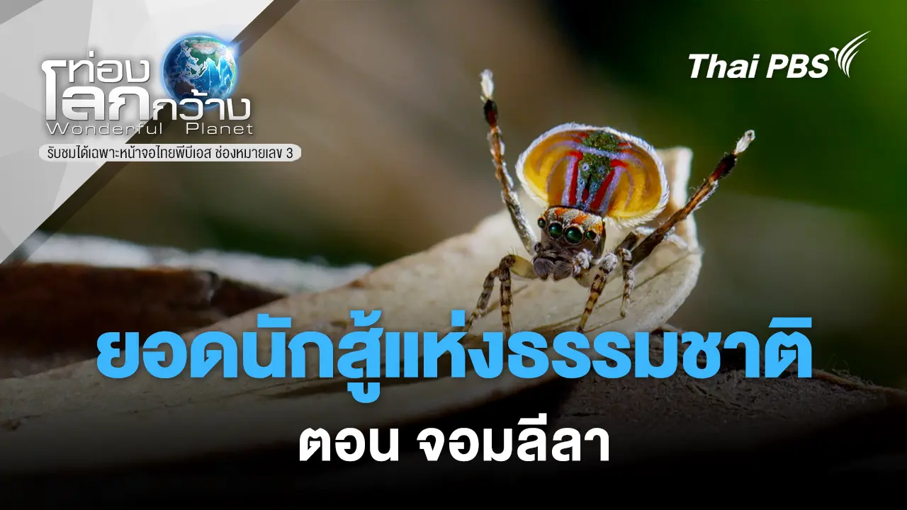 ยอดนักสู้แห่งธรรมชาติ ตอน จอมลีลา 