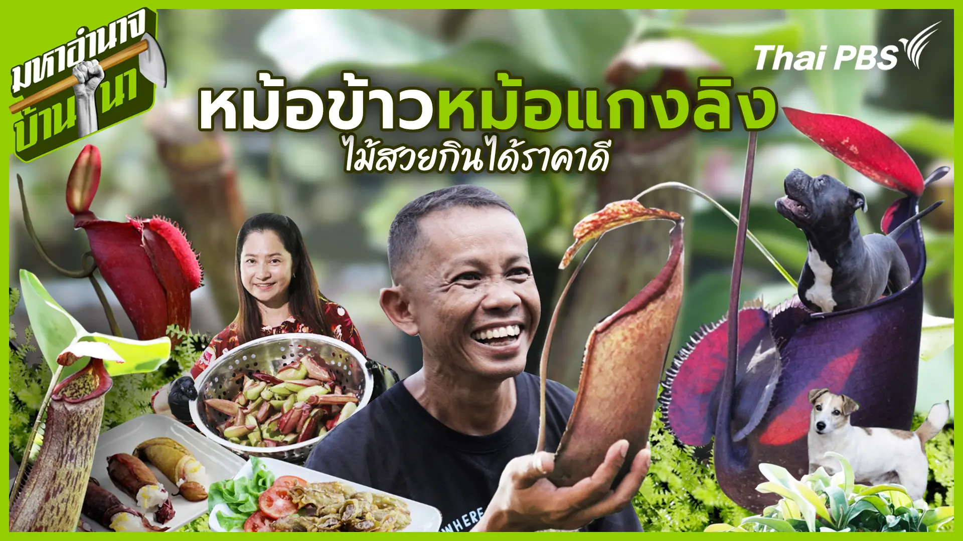 หม้อข้าวหม้อแกงลิง ไม้สวยกินได้ราคาดี