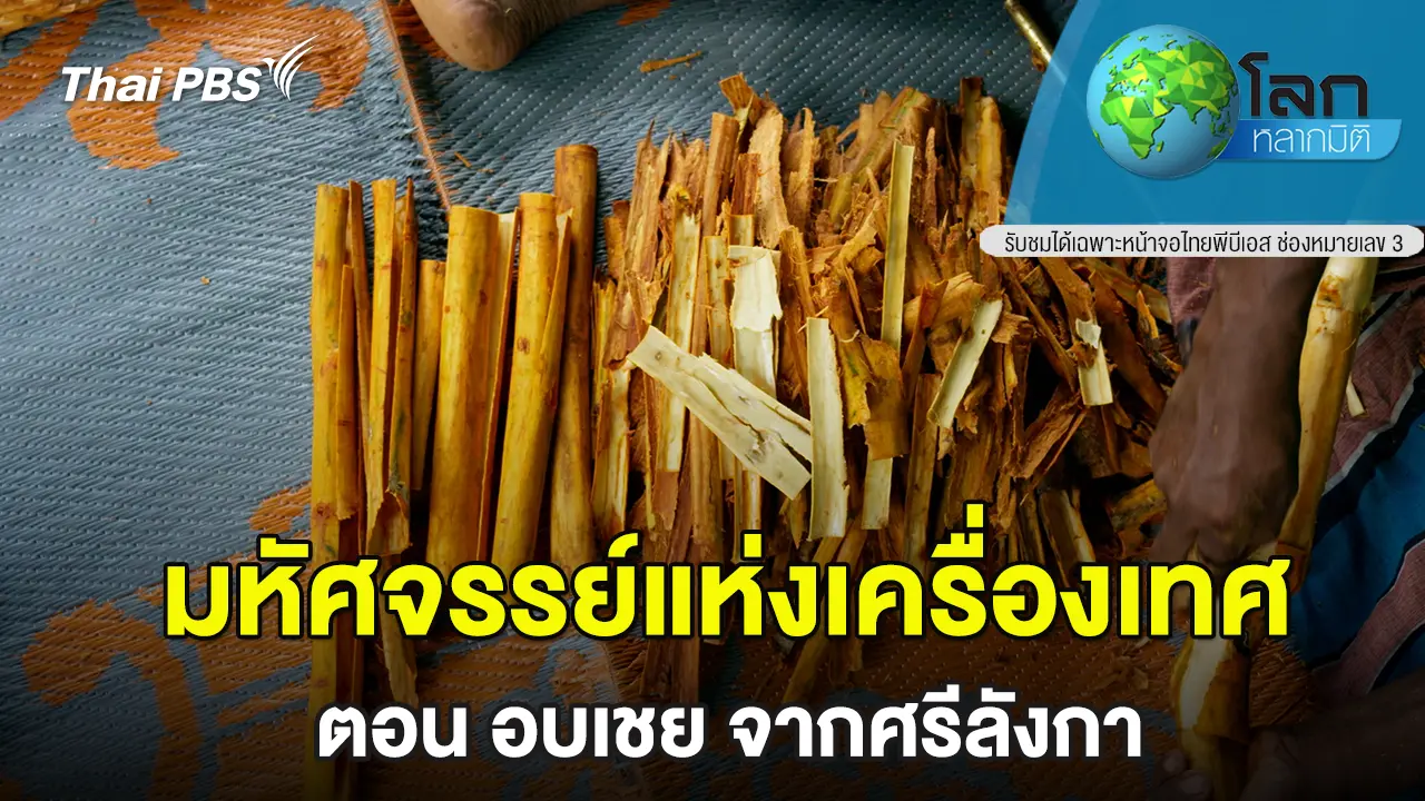 มหัศจรรย์แห่งเครื่องเทศ ตอน อบเชย จากศรีลังกา