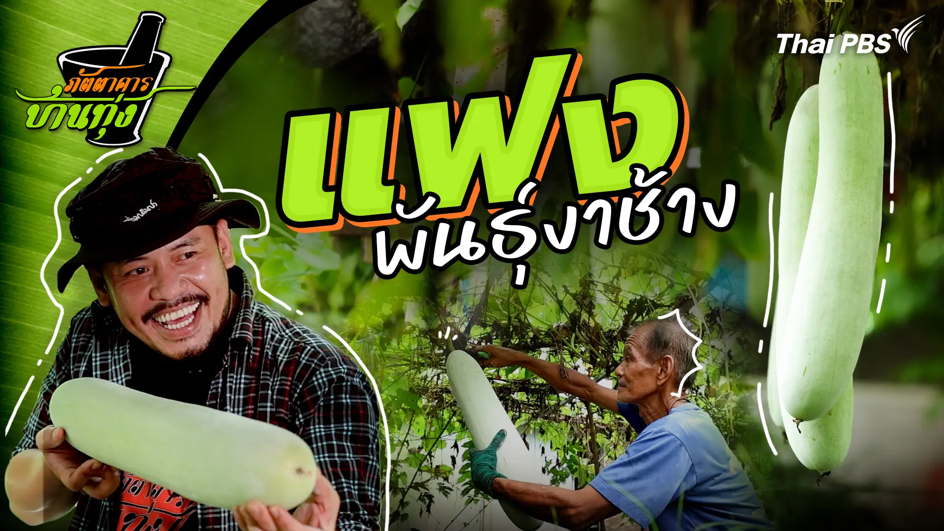 แฟงพันธุ์งาช้าง