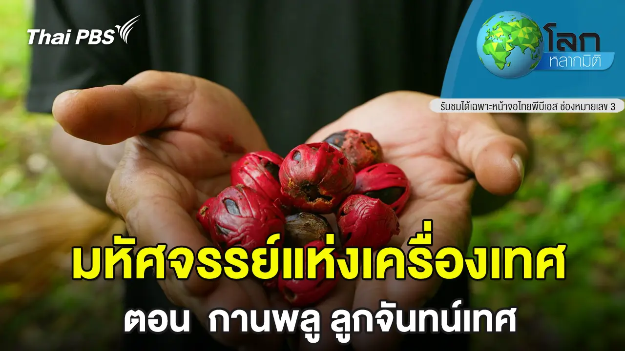 มหัศจรรย์แห่งเครื่องเทศ ตอน กานพลู ลูกจันทน์เทศ 