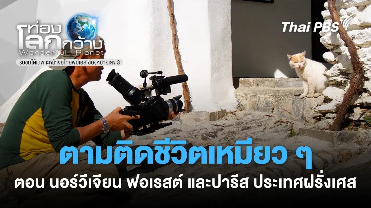 ตามติดชีวิตเหมียว ๆ ตอน นอร์วีเจียน ฟอเรสต์   และ ปารีส ประเทศฝรั่งเศส  