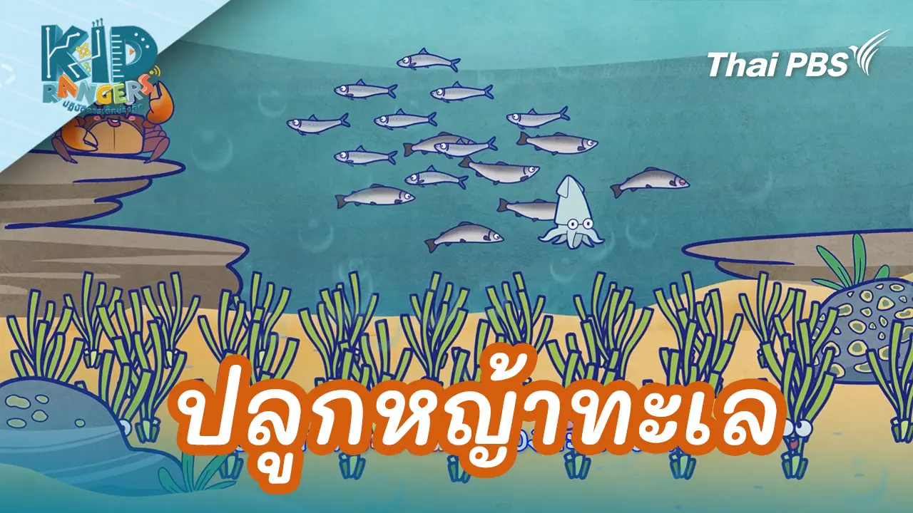 ปลูกหญ้าทะเล