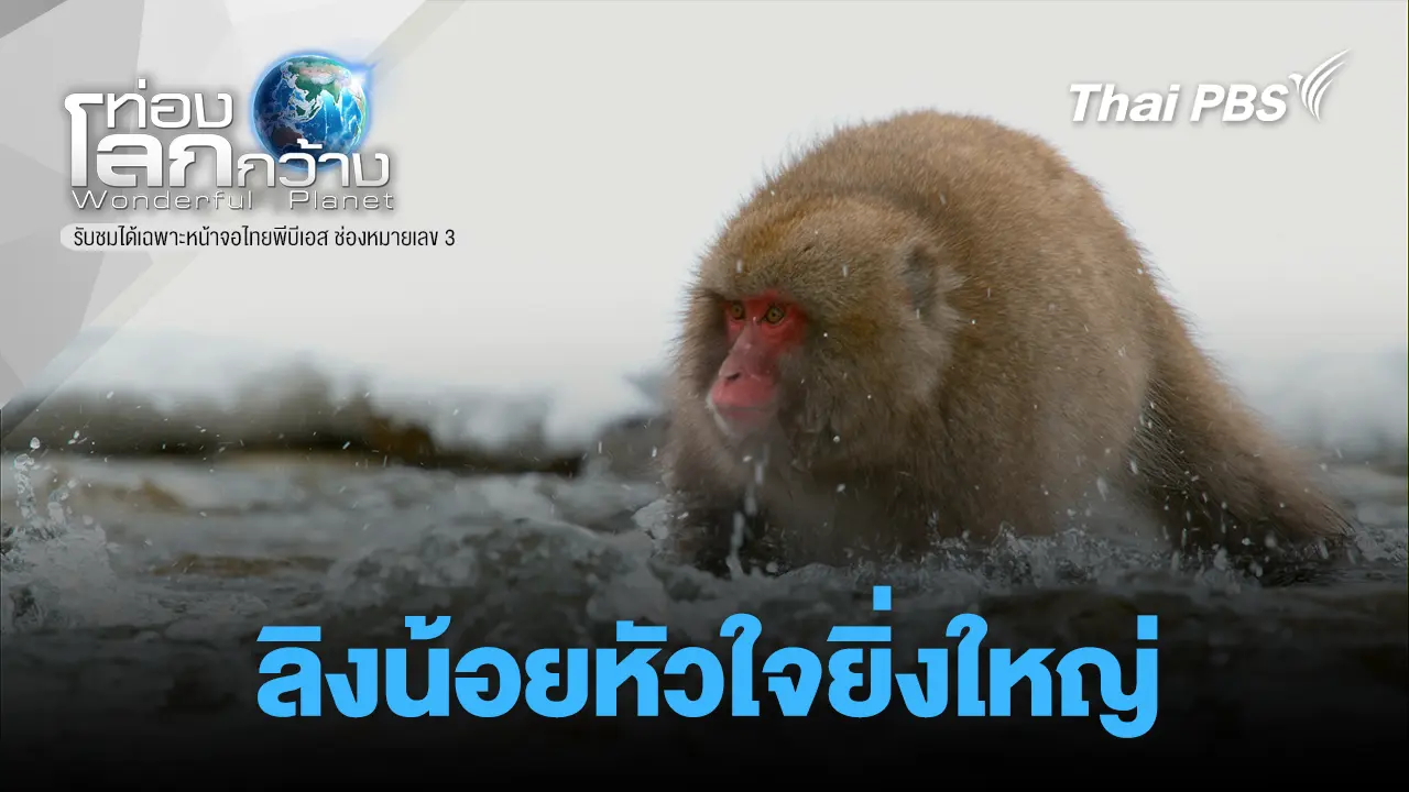 ลิงน้อยหัวใจยิ่งใหญ่  