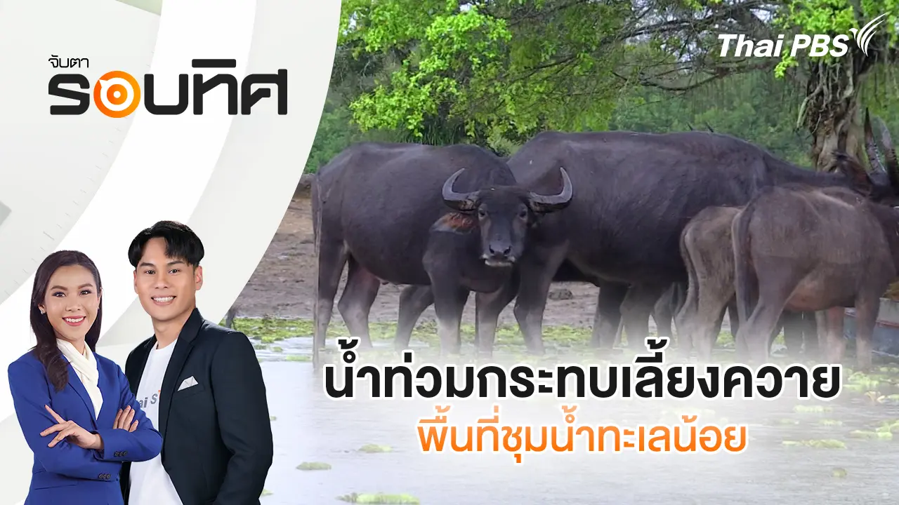  น้ำท่วมกระทบเลี้ยงควายพื้นที่ชุมน้ำทะเลน้อย| จับตารอบทิศ | 23 ธ.ค. 68