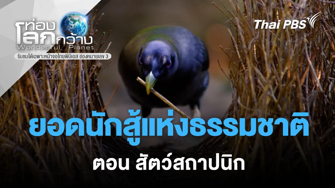 ยอดนักสู้แห่งธรรมชาติ ตอน สัตว์สถาปนิก