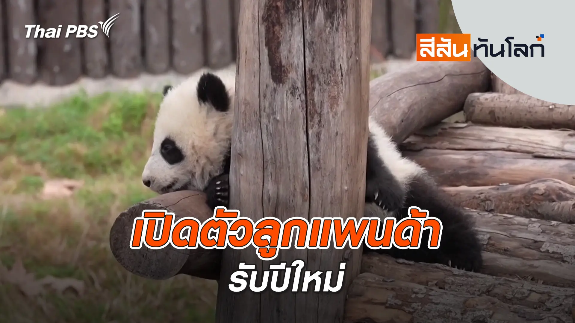 เปิดตัวลูกแพนด้ารับปีใหม่ | 4 ม.ค. 69