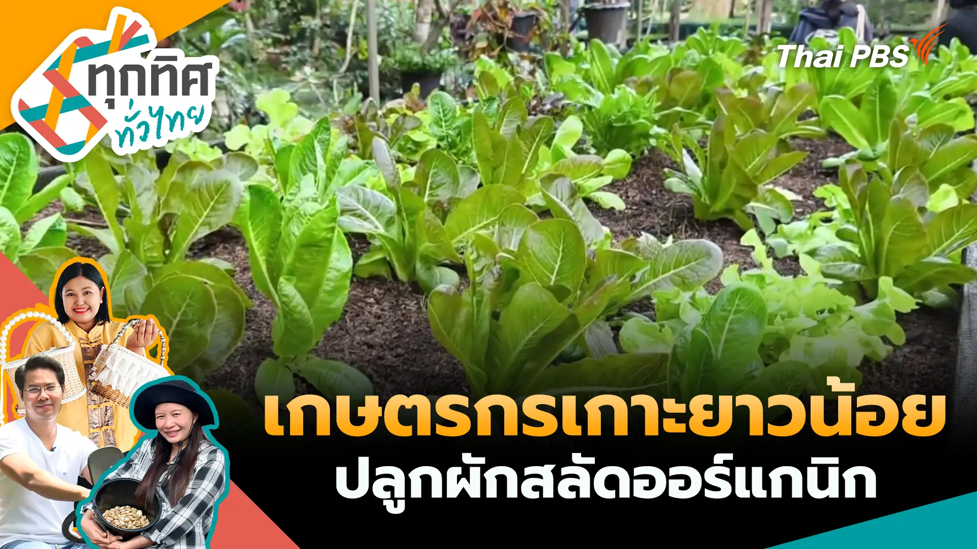 เกษตรกรเกาะยาวน้อยปลูกผักสลัดออร์แกนิก
